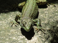 Podarcis virescens