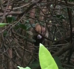 Nasua narica yucatanica