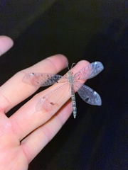 Distoleon tetragrammicus