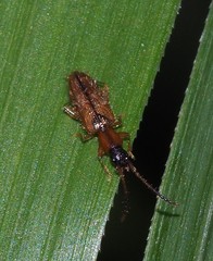 Telephanus