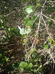 Kedrostis nana