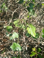 Kedrostis nana