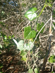 Kedrostis nana