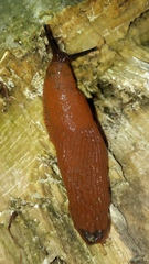 Arion vulgaris