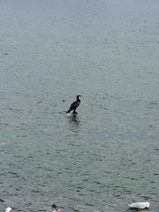 Phalacrocorax carbo