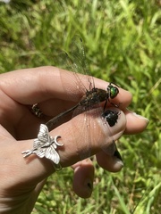 Cordulia shurtleffii