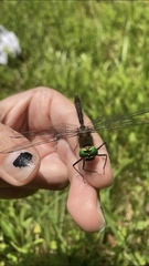 Cordulia shurtleffii