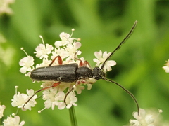 Anoplodera rufipes