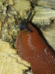 Arion vulgaris
