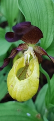Cypripedium calceolus