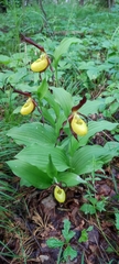 Cypripedium calceolus