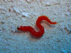 Stathmonotus hemphillii