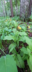 Cypripedium calceolus
