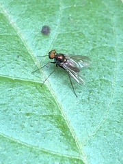 Chrysotus spectabilis