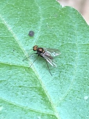 Chrysotus spectabilis