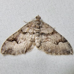 Xanthorhoe decoloraria