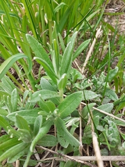 Antennaria lanata