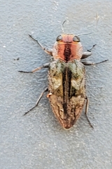 Chrysobothris ignicollis