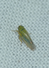 Cicadula