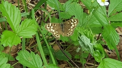 Pararge aegeria tircis