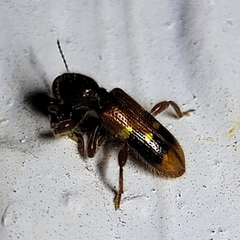 Priocera castanea