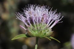 Monardella viminea