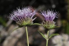 Monardella viminea