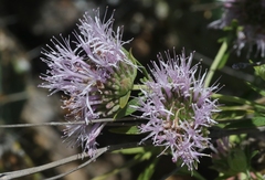 Monardella viminea