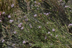 Monardella viminea