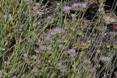 Monardella viminea