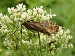 Hagenella clathrata