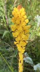 Orobanche elatior