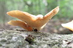 Bresadolia craterella