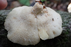 Bresadolia craterella