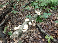 Bresadolia craterella