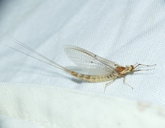 Ephemera lineata