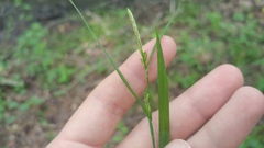 Carex oligocarpa