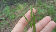 Carex oligocarpa