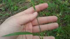 Carex oligocarpa