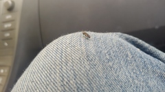 Agrilus bilineatus