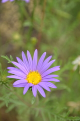 Machaeranthera tanacetifolia
