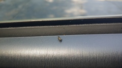 Agrilus bilineatus