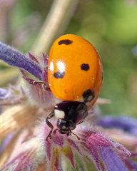 Coccinella septempunctata