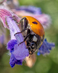 Coccinella septempunctata
