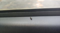 Agrilus bilineatus