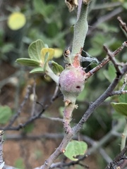 Periploca ceanothiella