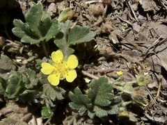 Potentilla rhyolitica chiricahuensis