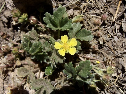Potentilla rhyolitica var. chiricahuensis