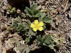 Potentilla rhyolitica chiricahuensis
