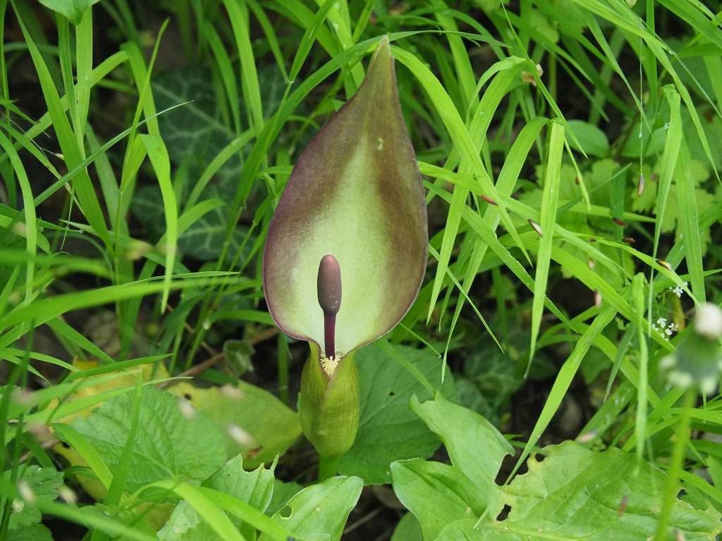 arum lilies
